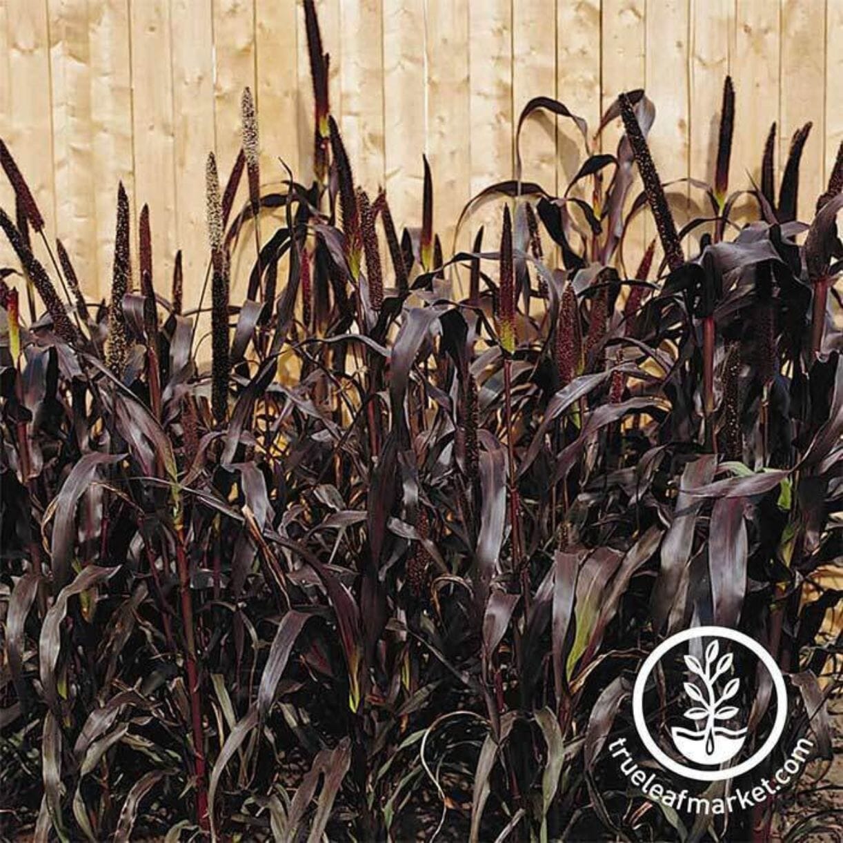 Purple Majesty Ornamental Millet