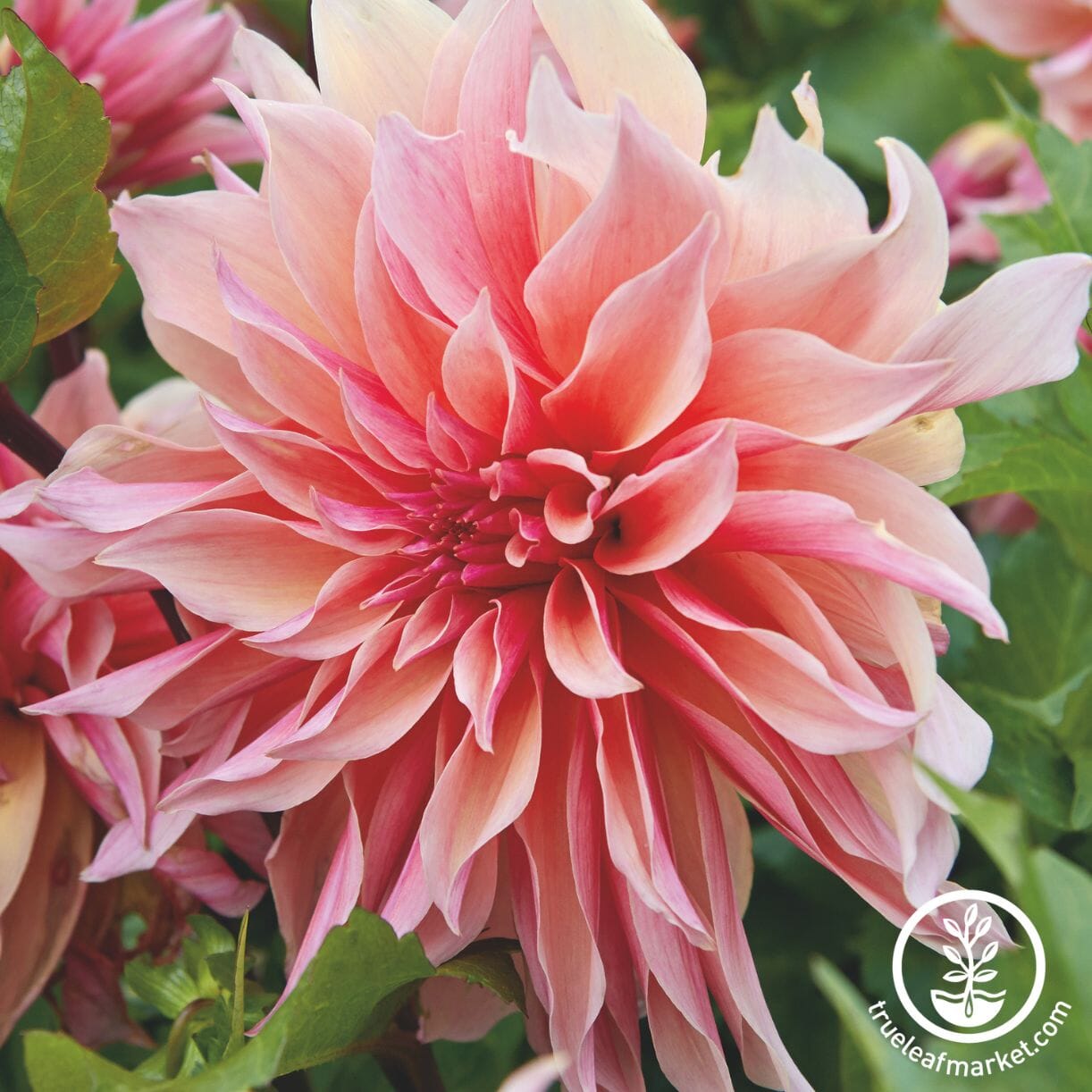 Labyrinth Dahlia