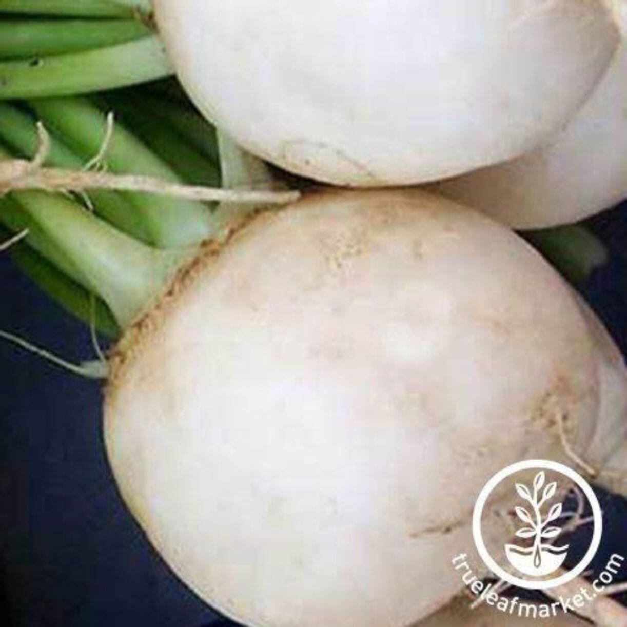 Shogoin Turnip