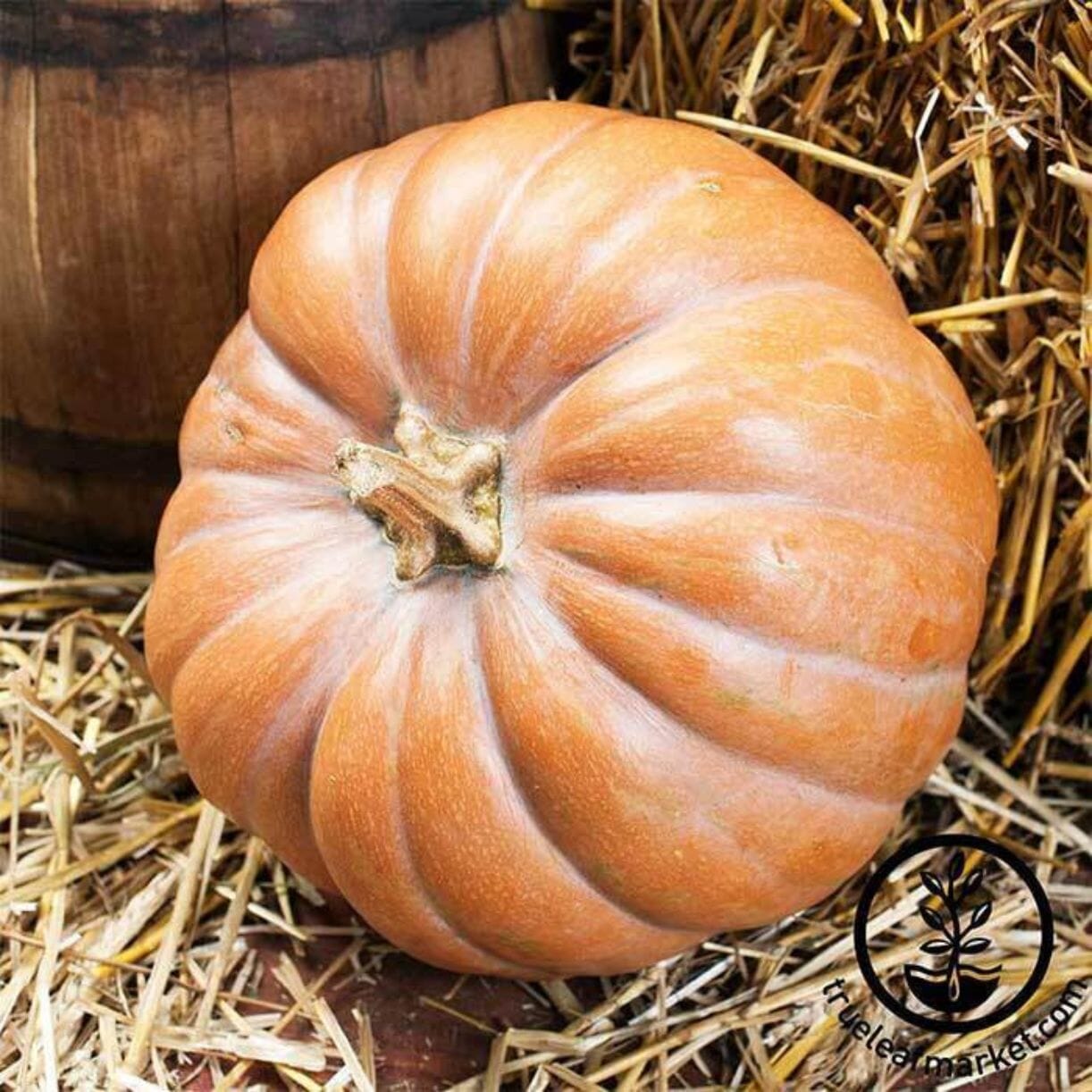 Fairytale Pumpkin