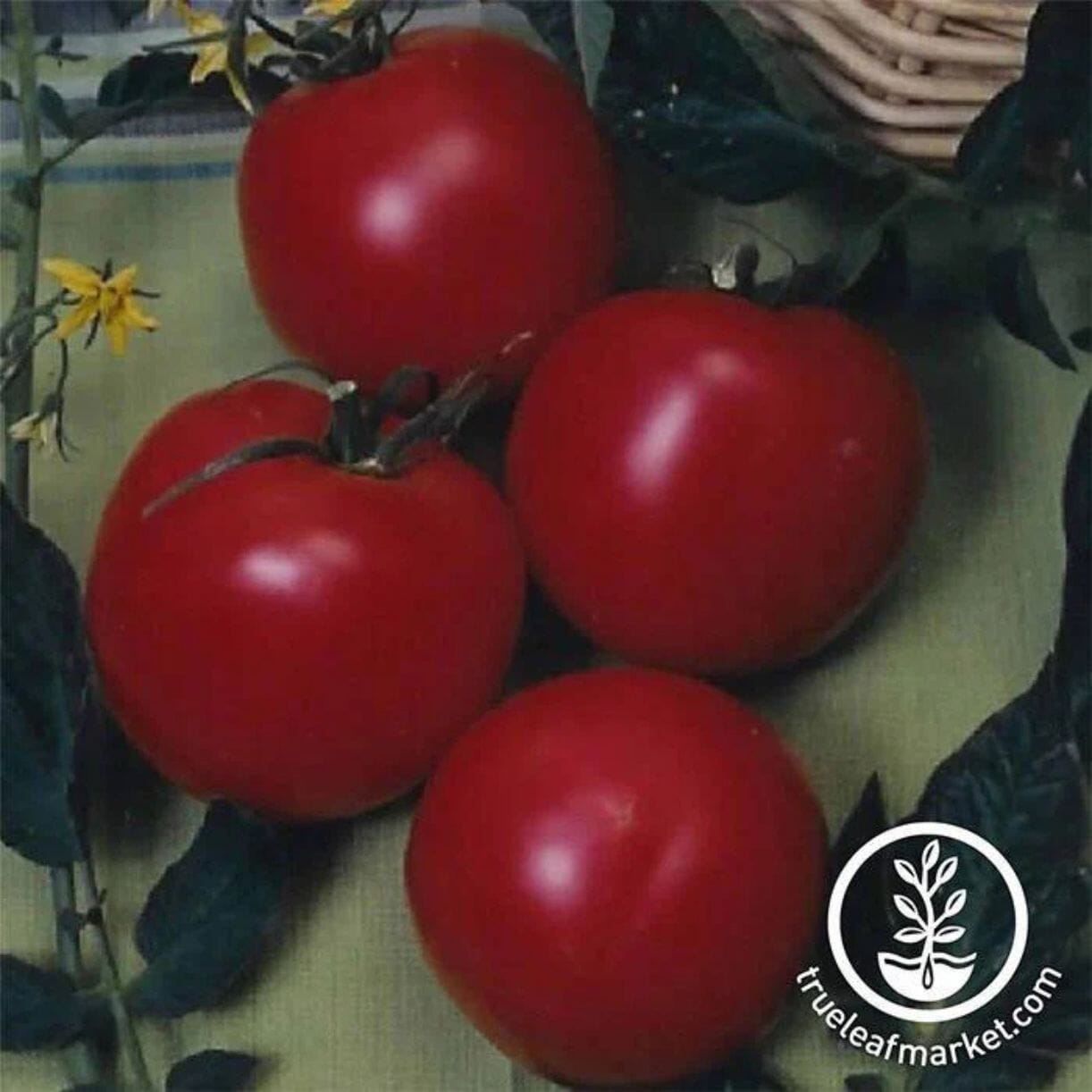 Arkansas Traveler Tomato