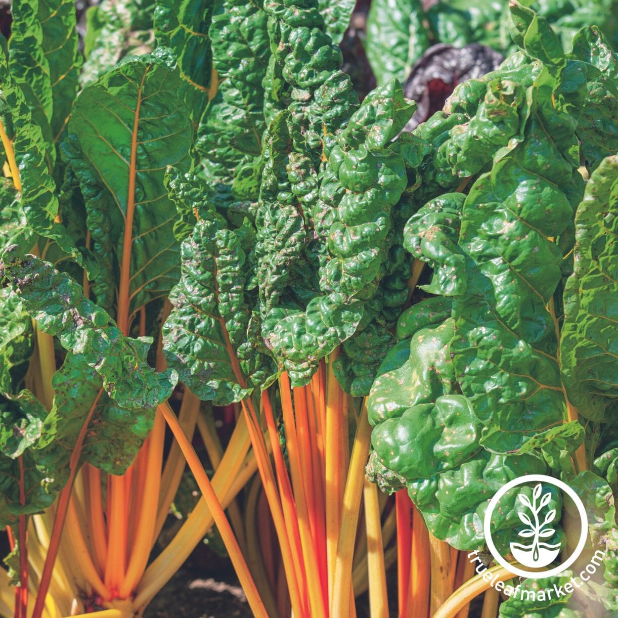 Oriole Orange Swiss Chard
