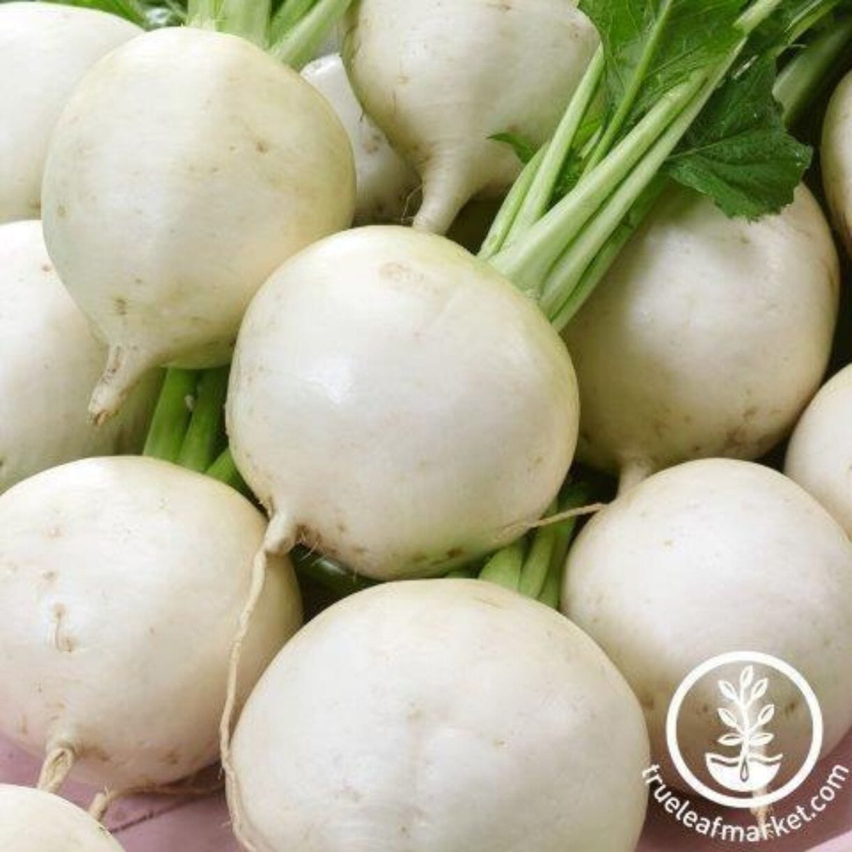 Snowball Turnip