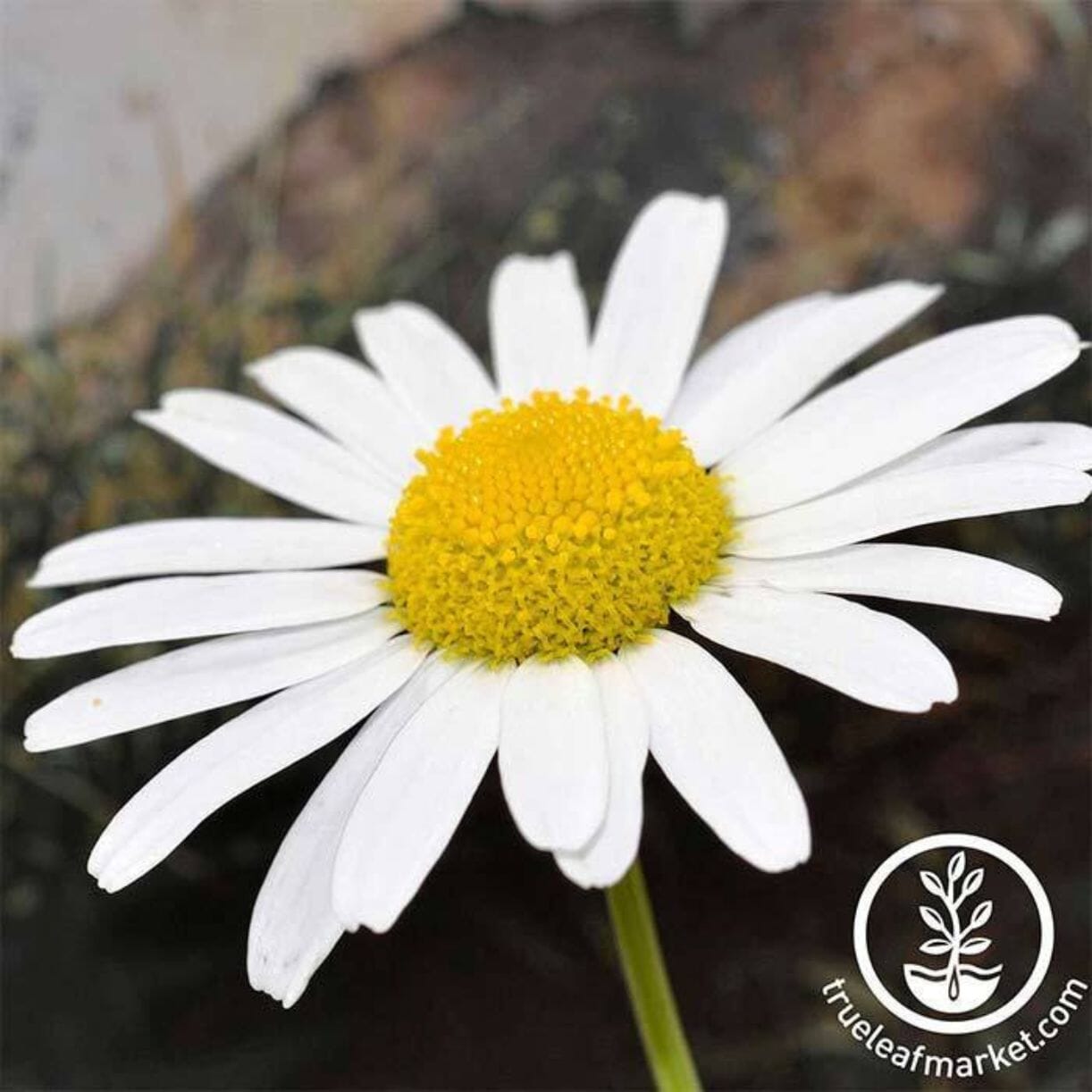 Snow Lady Shasta Daisy