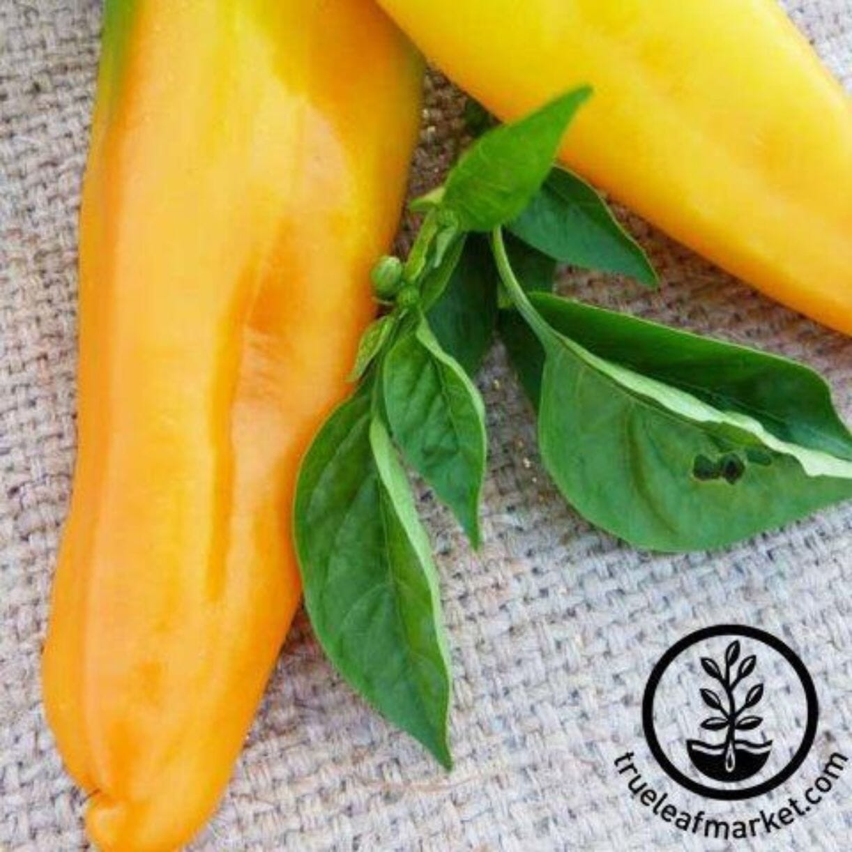 Golden Marconi Pepper