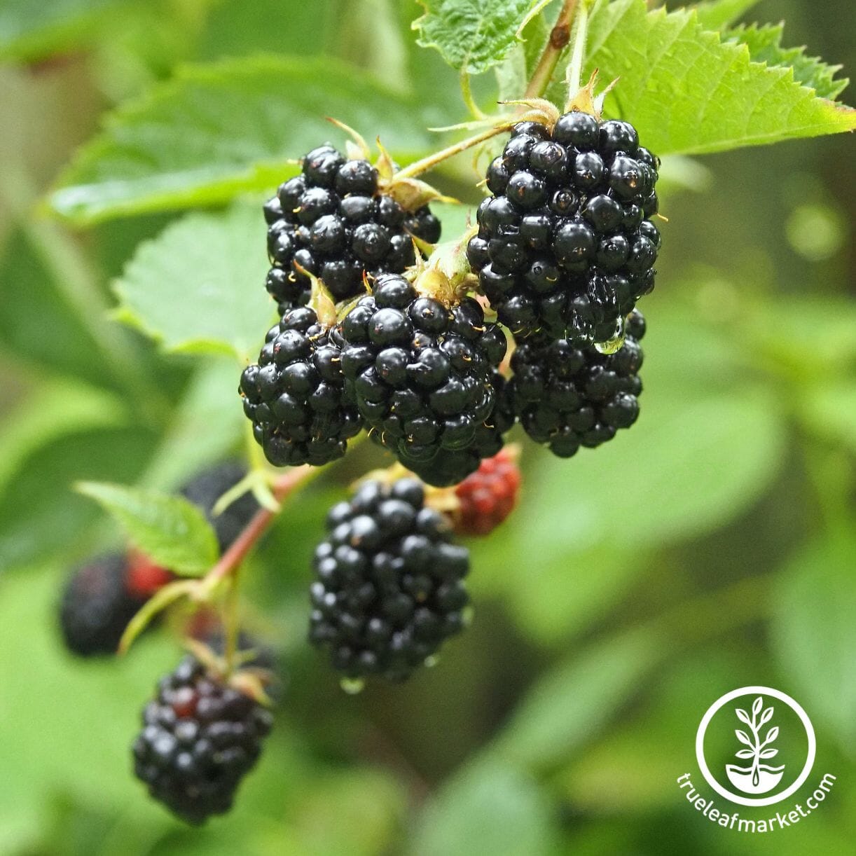 Chester Blackberry
