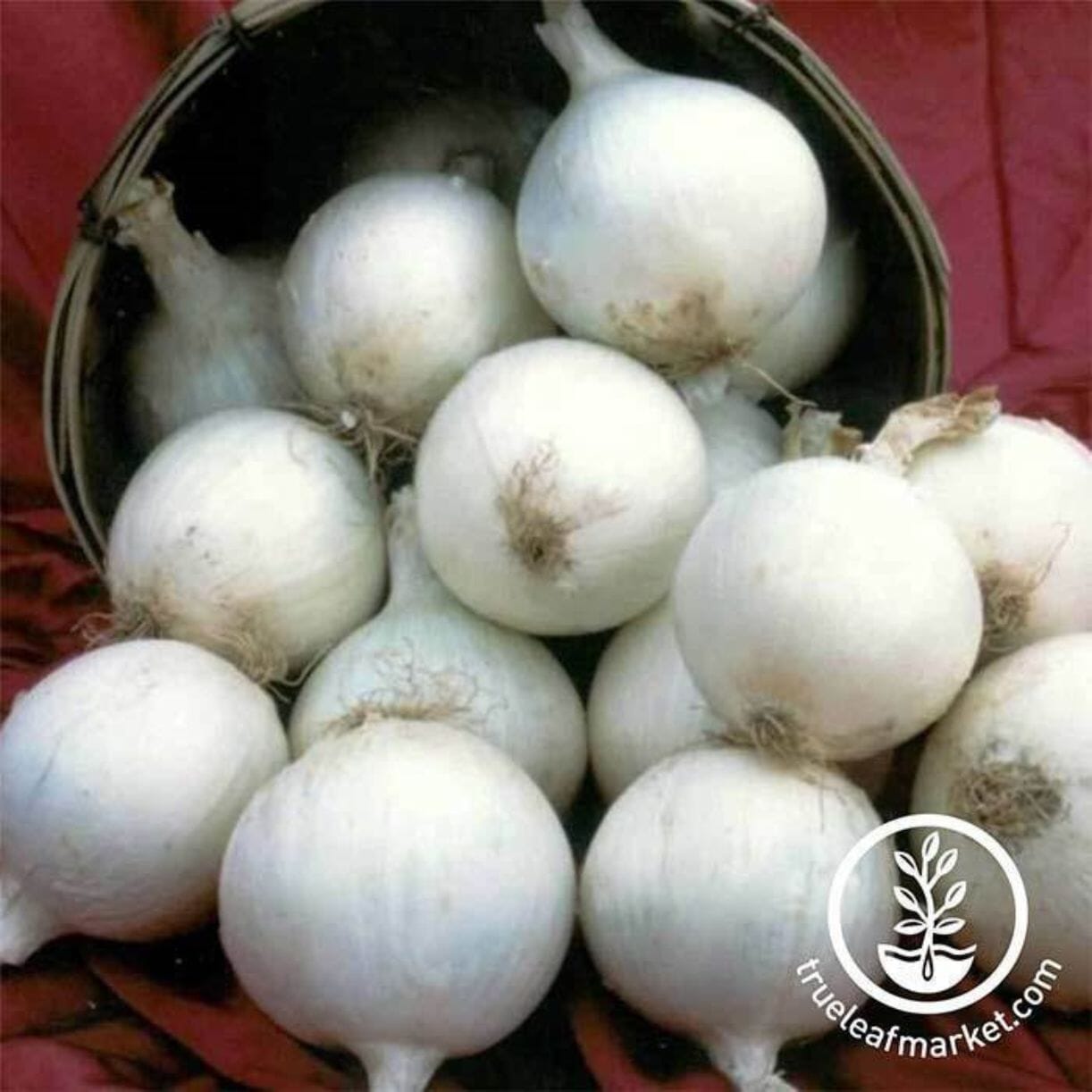 White Sweet Spanish Onion
