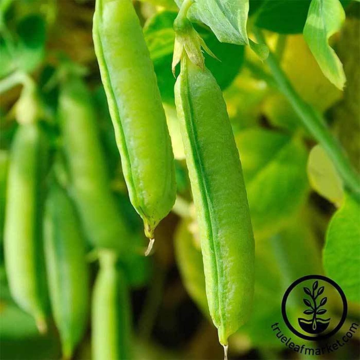 Sugar Snap Pea