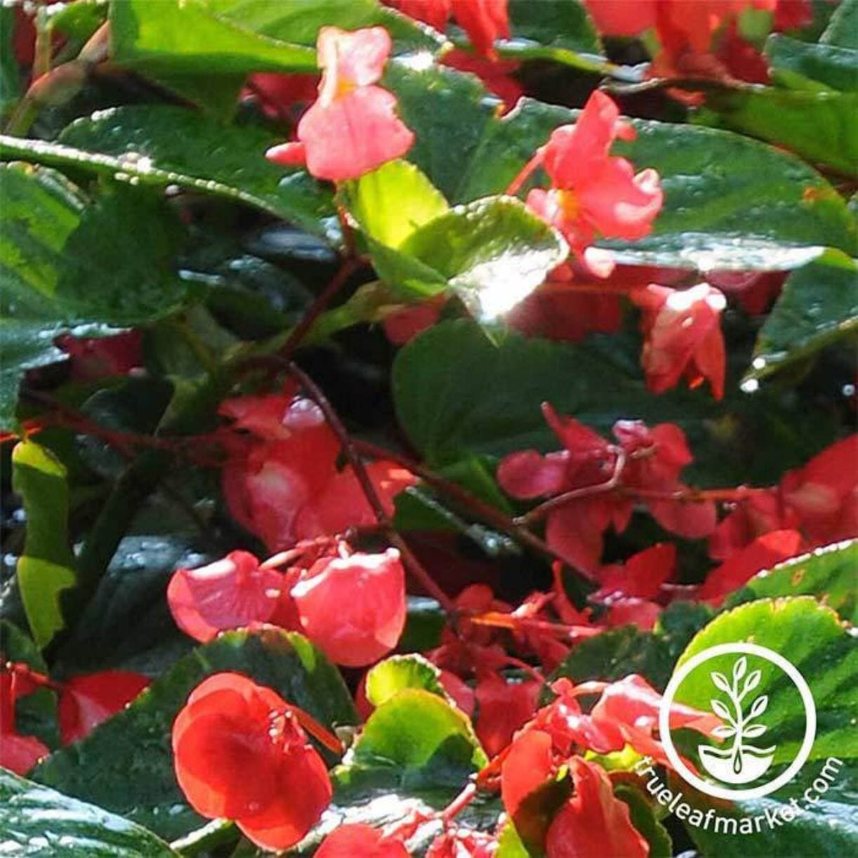 Dragon Wing Red Begonia
