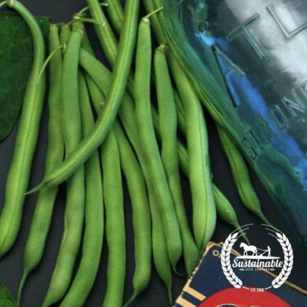 Blue Lake Bean