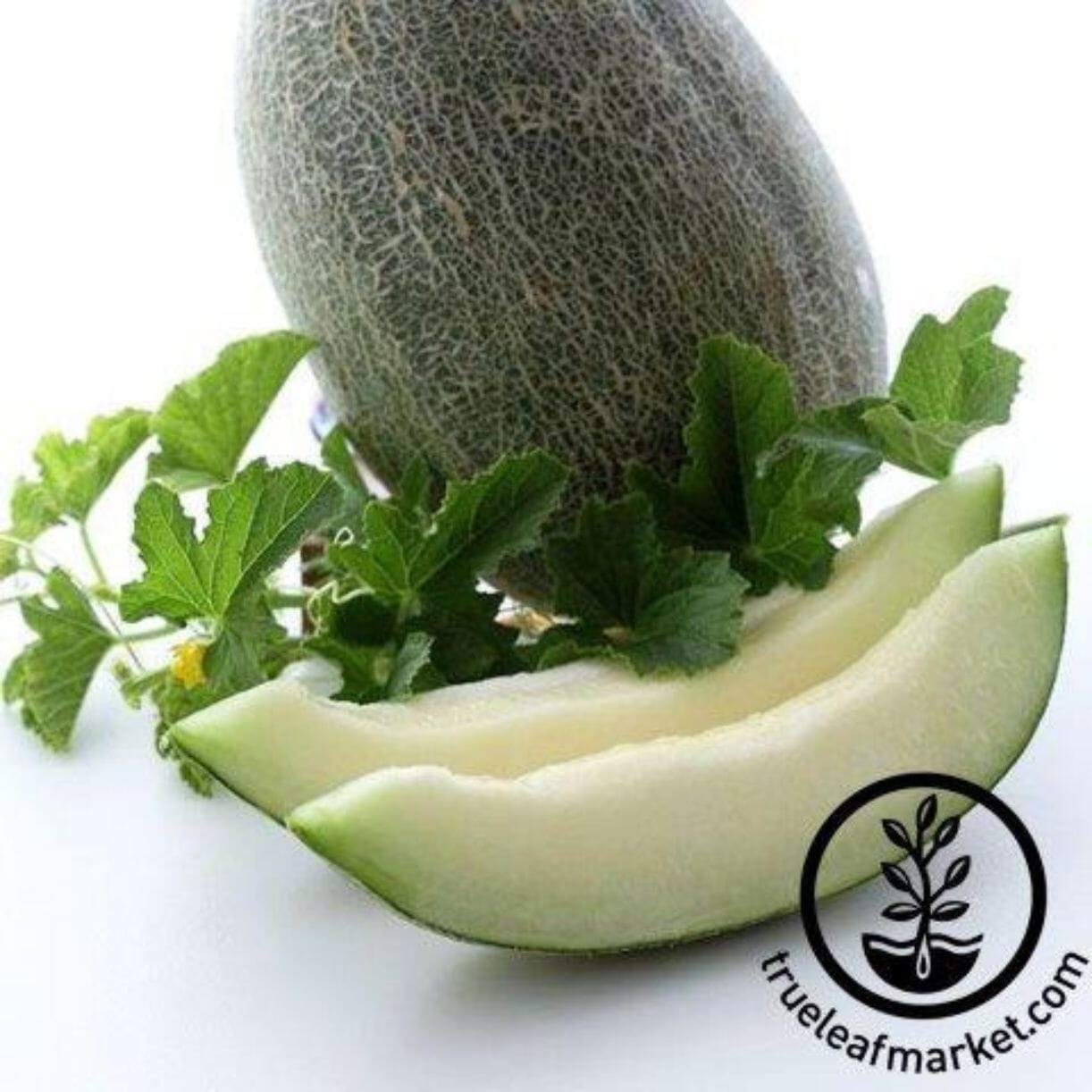 Sharlyn Melon