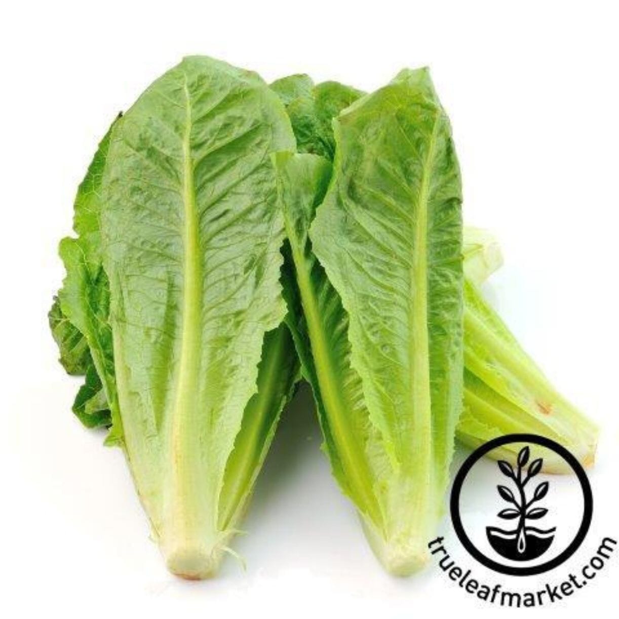 Petite Rouge Lettuce