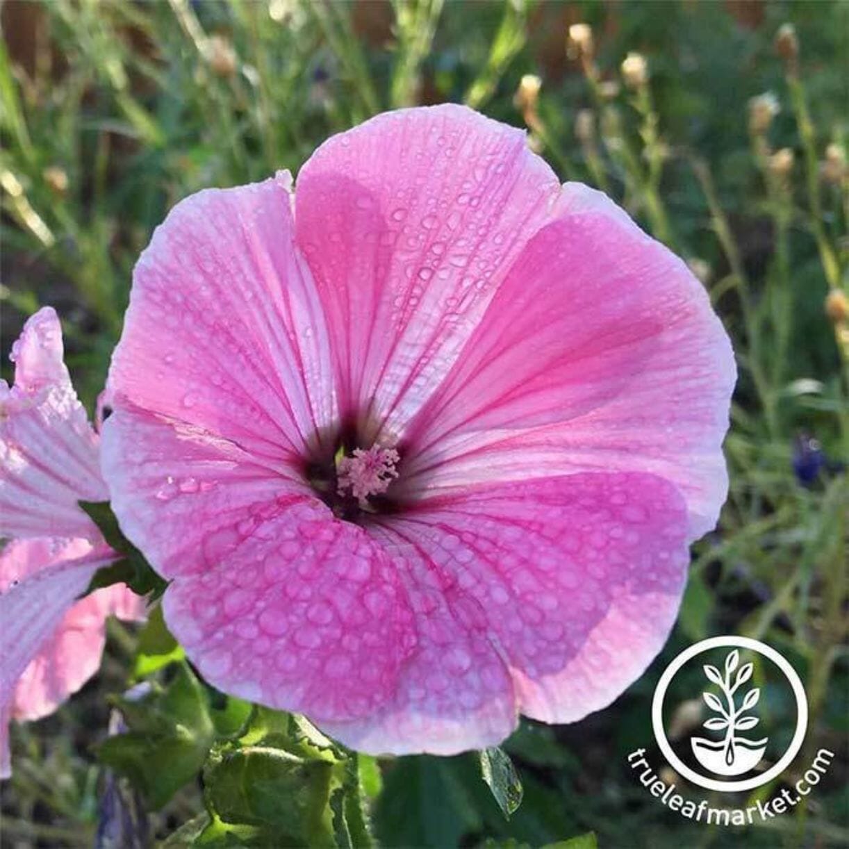 Rose Mallow Lavatera