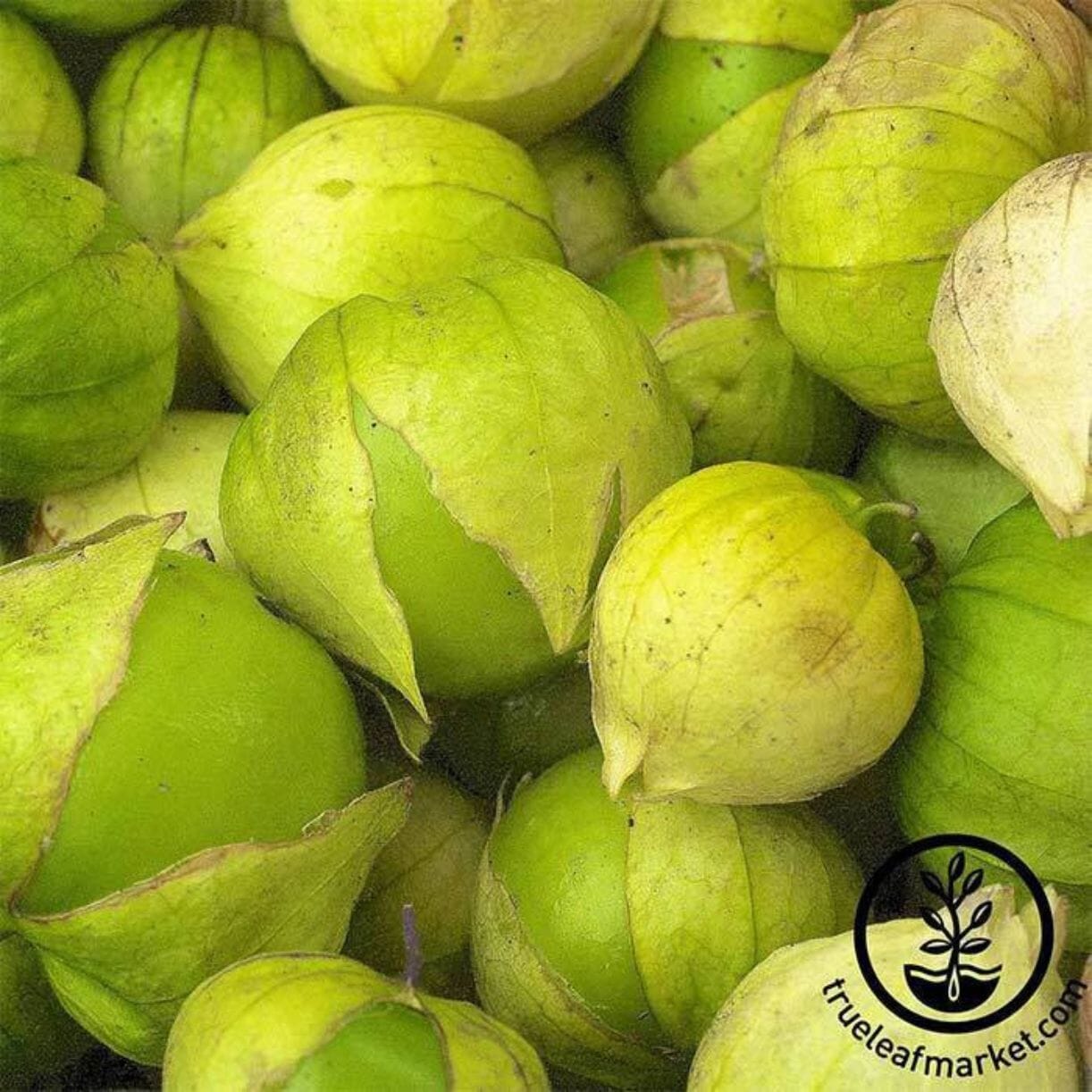 Grande Rio Verde Tomatillo
