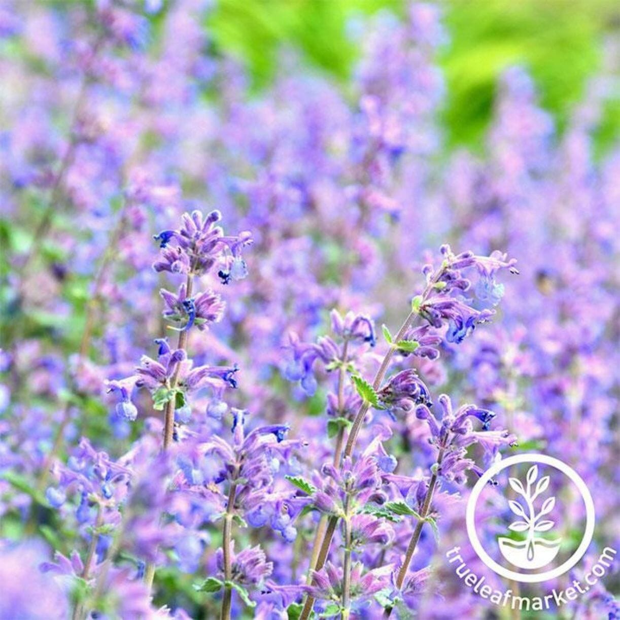Blue Moon Catmint