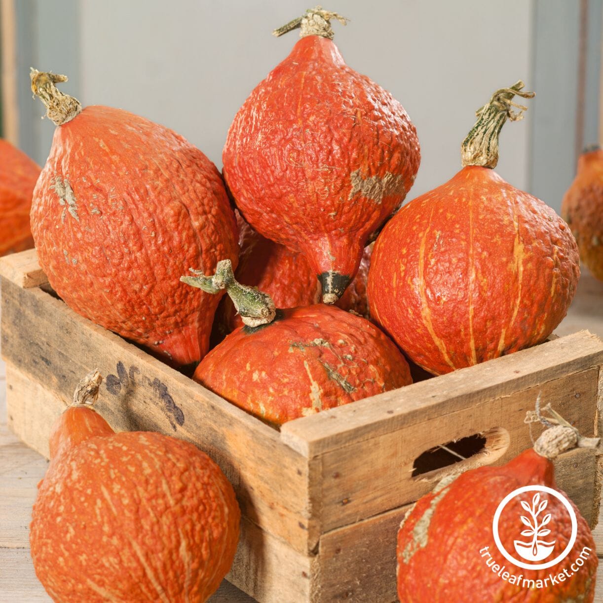 Golden Hubbard Squash