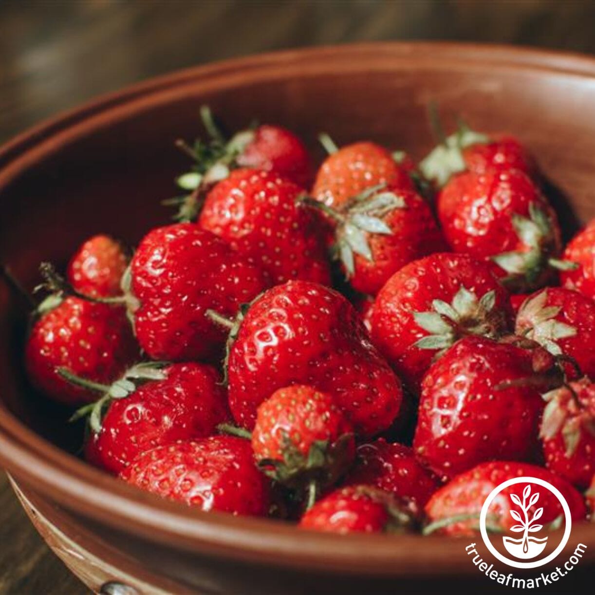 Eversweet Strawberry