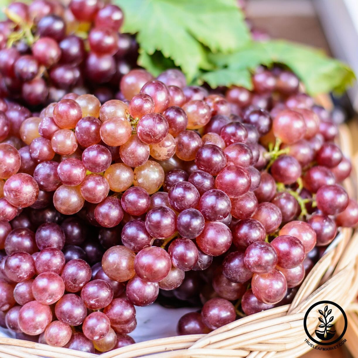 Canadice Grape