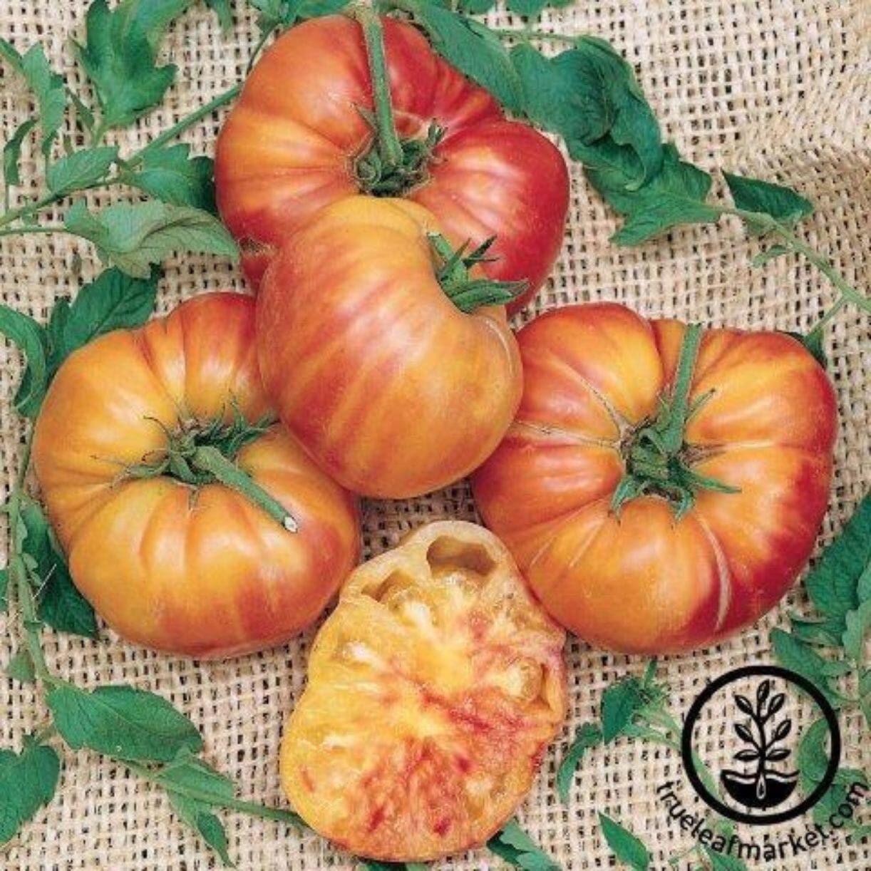 Big Rainbow Tomato