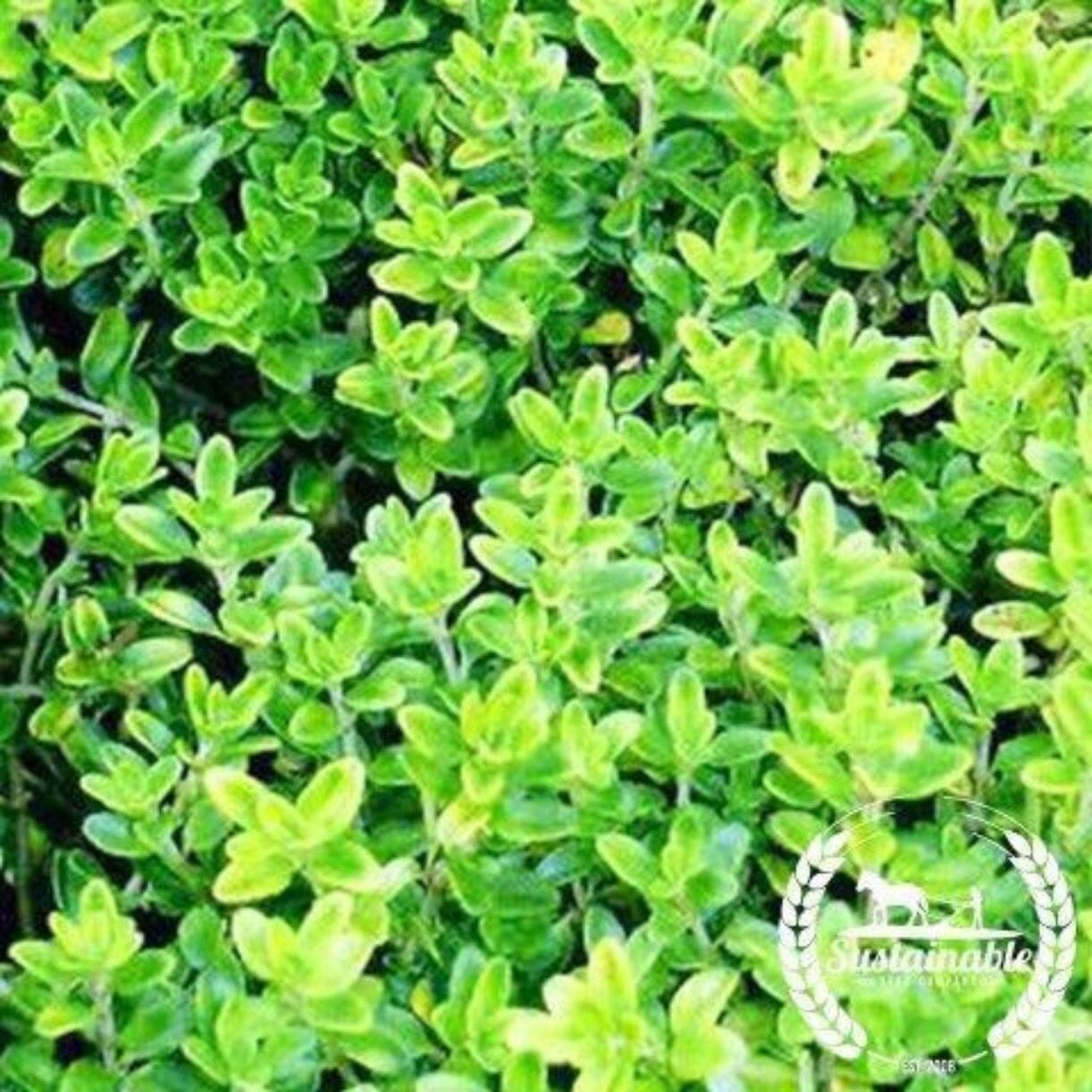 Winter Thyme