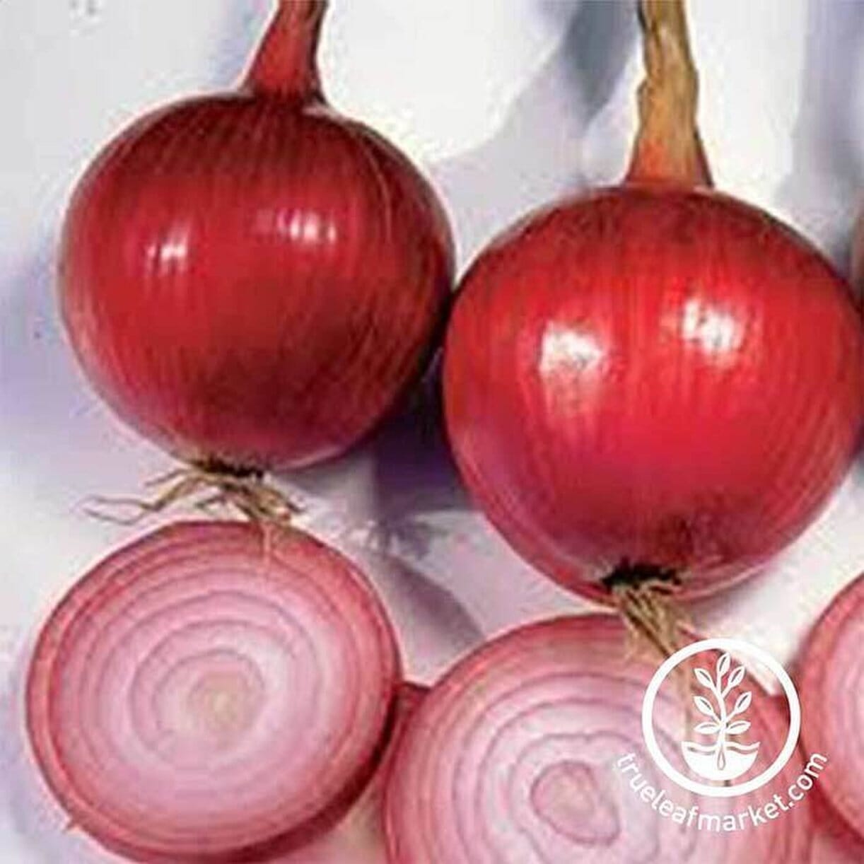 Southport Red Globe Onion