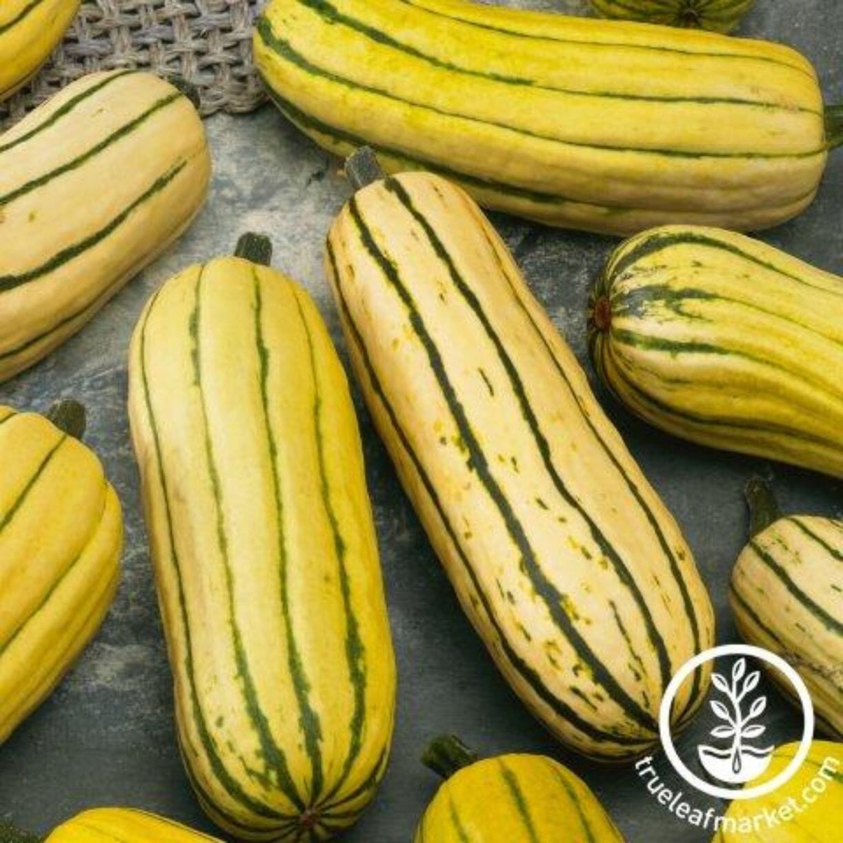 Bush Delicata Squash