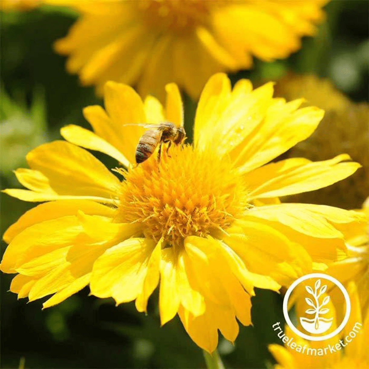 Mesa Yellow Gaillardia