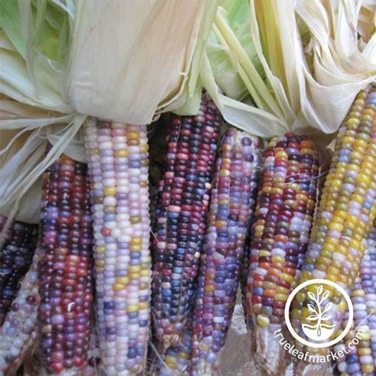 Glass Gem Corn