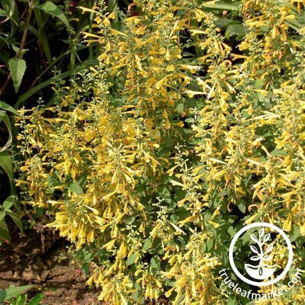 Arizona Sun Agastache