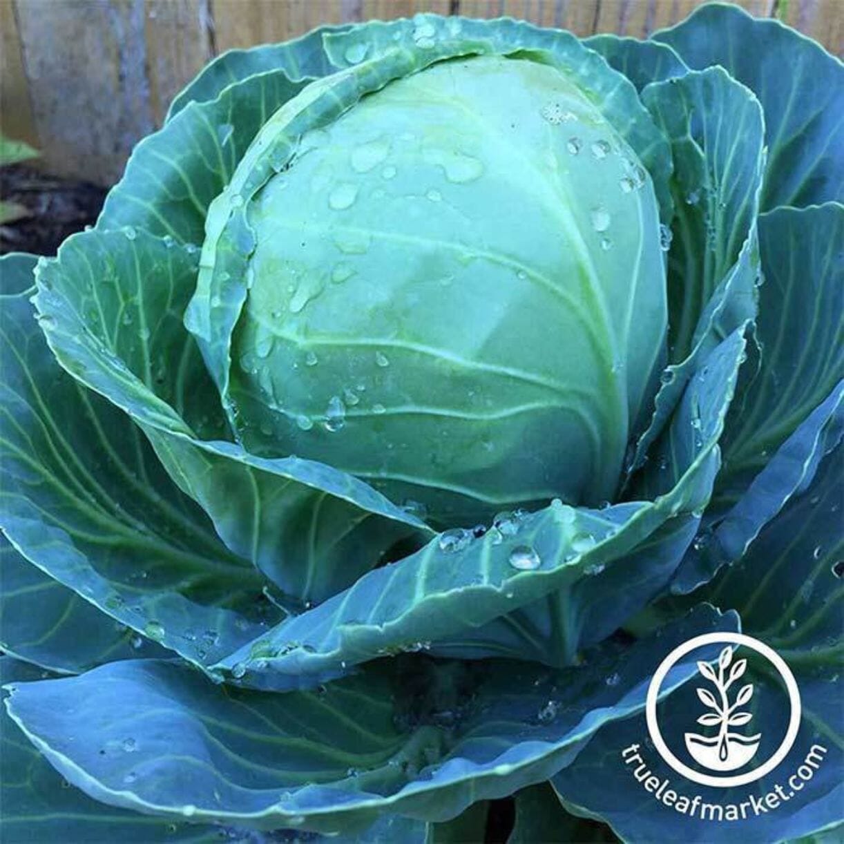 Golden Acre Cabbage