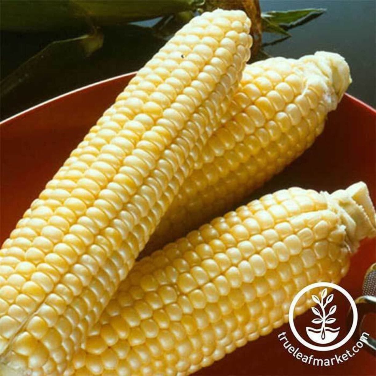 Sugar Buns Corn