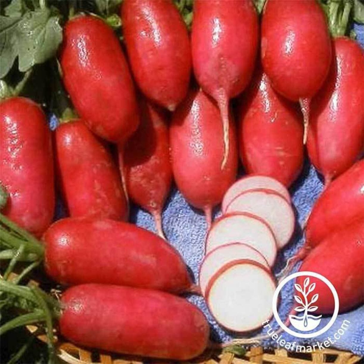 Lady Slipper Radish