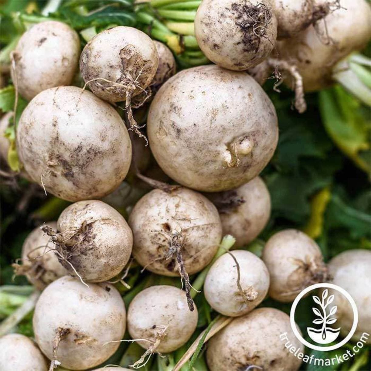 Hailstone Radish