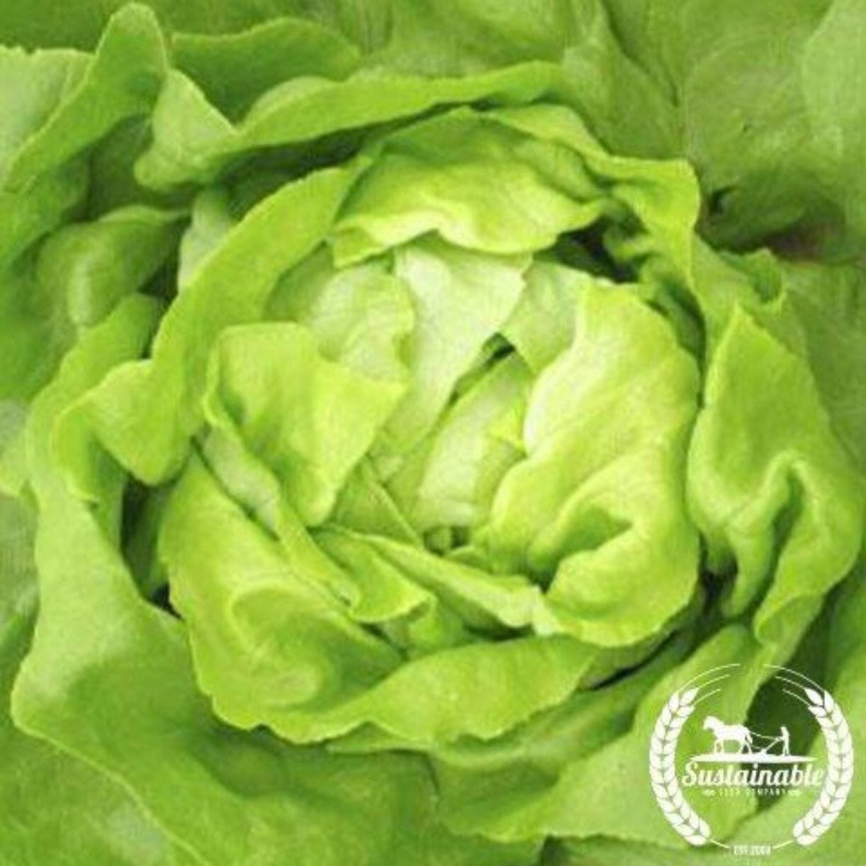 Buttercrunch Lettuce