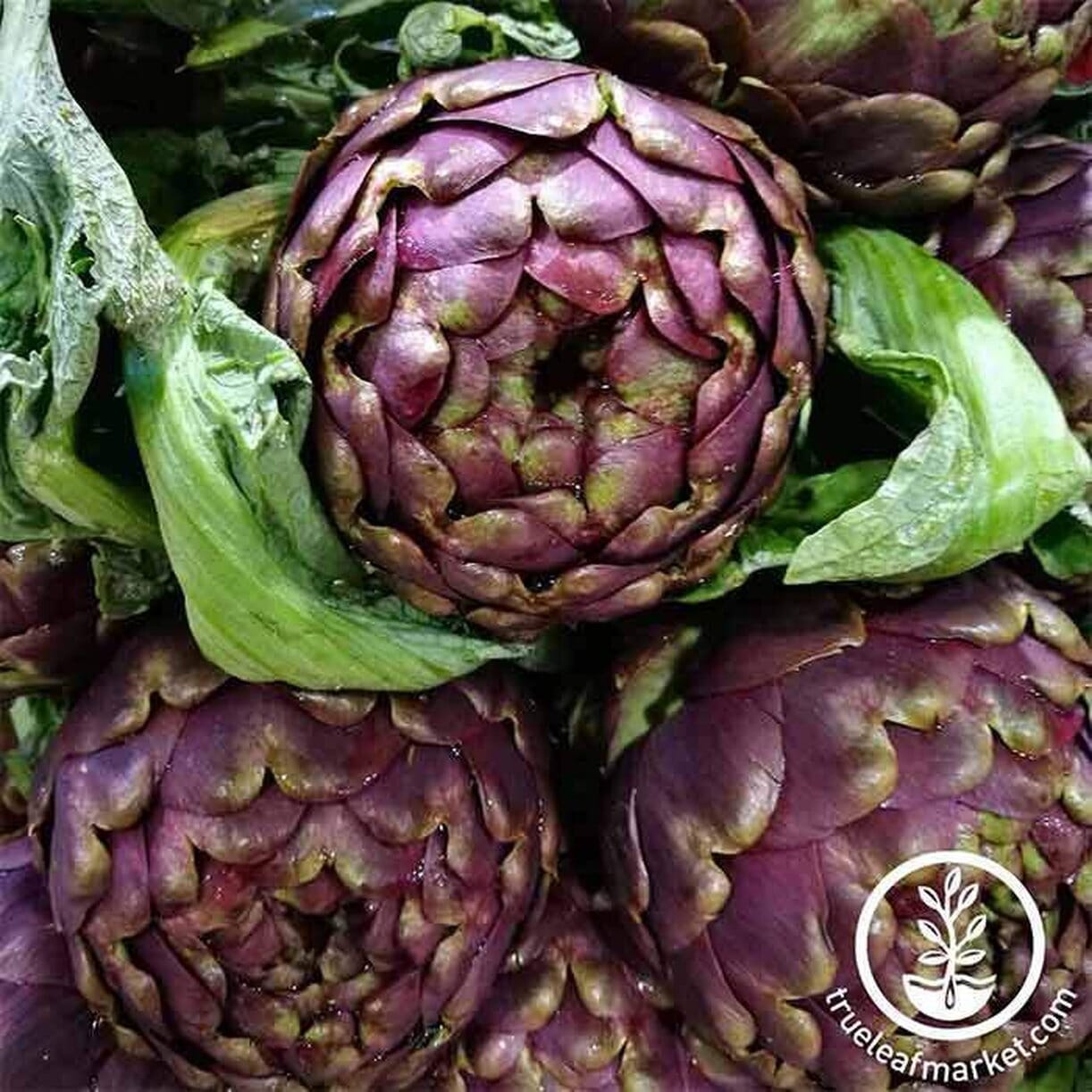 Purple Italian Globe Artichoke