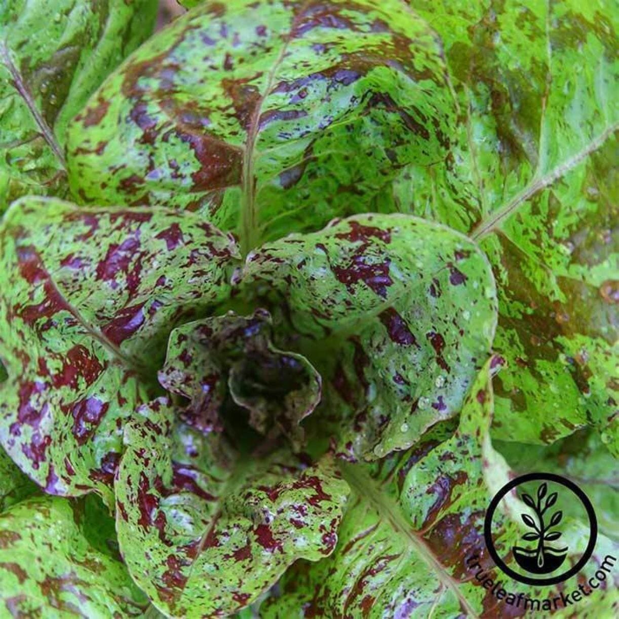 Freckles Lettuce