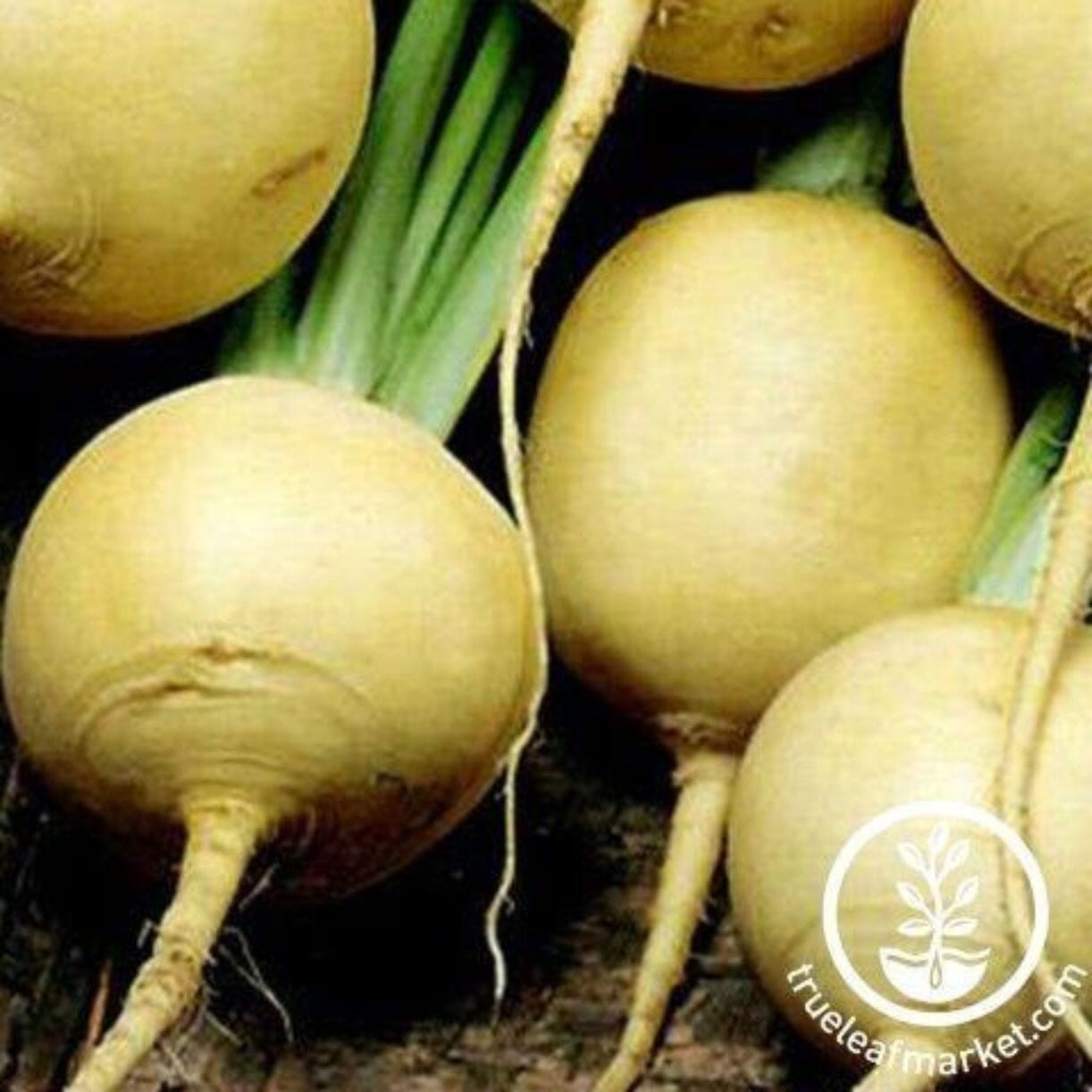 Gold Ball Turnip