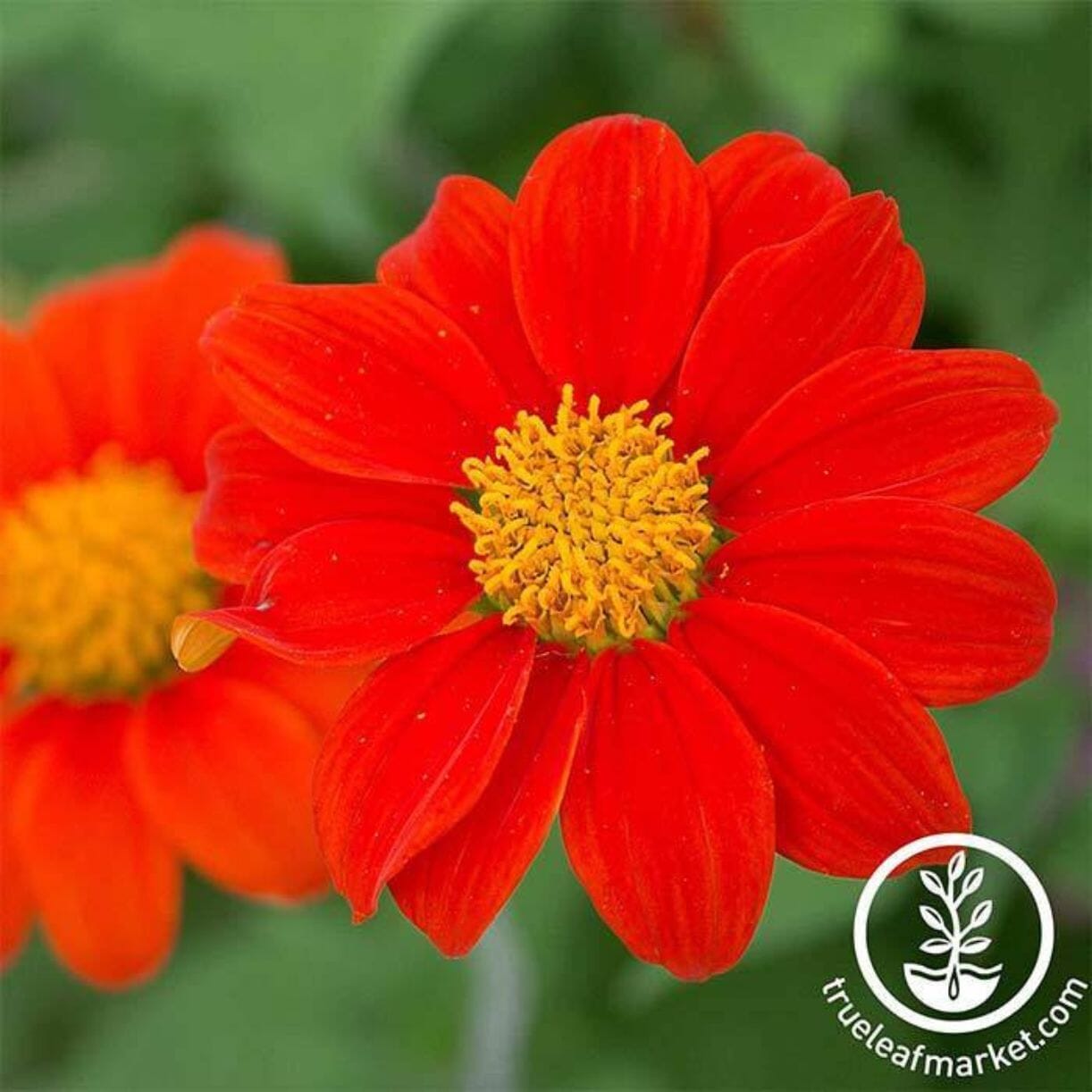 Goldfinger Tithonia