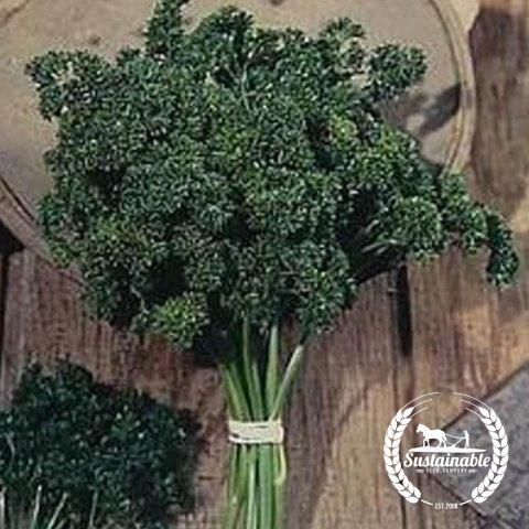 Moss Curled Parsley