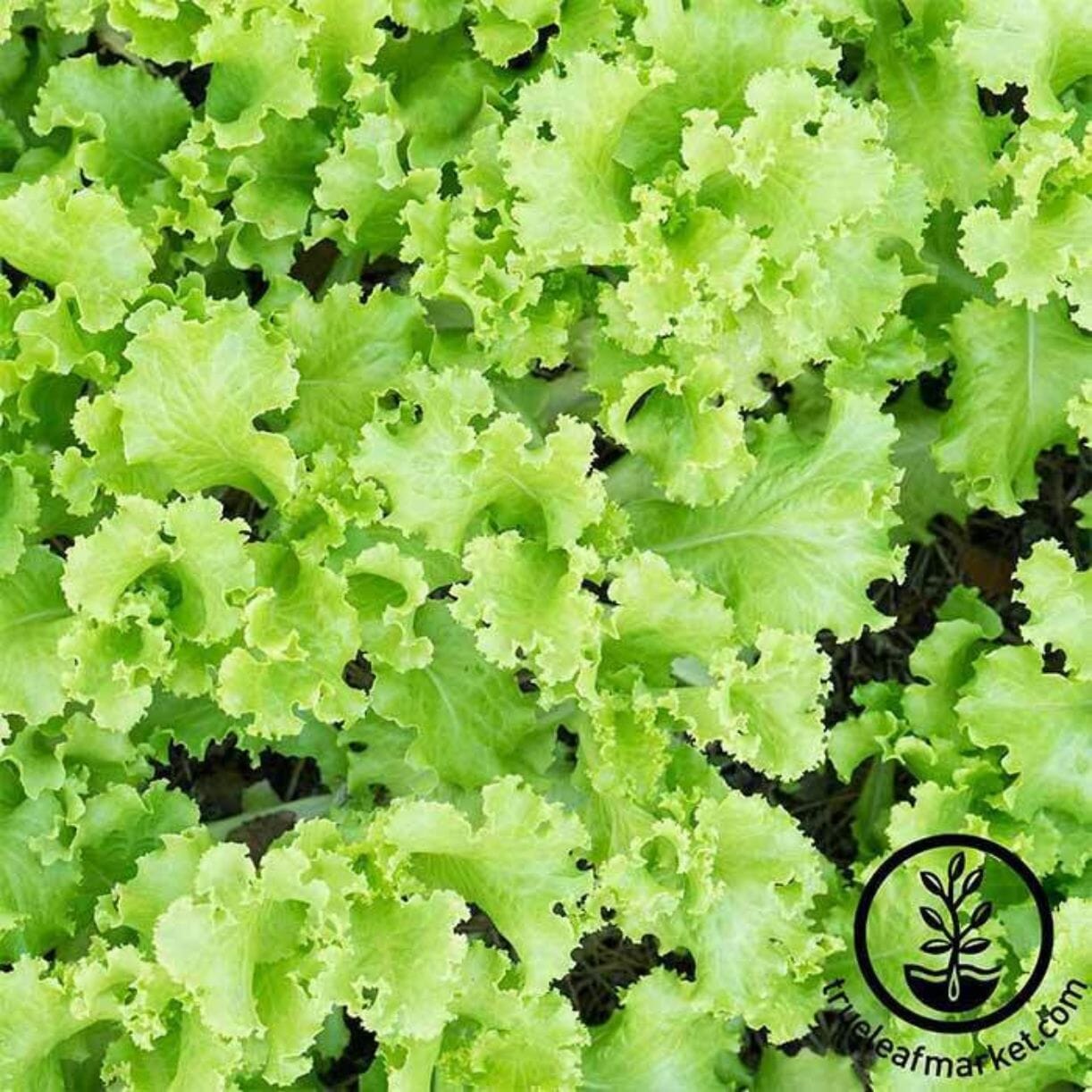 Black Seeded Simpson Lettuce