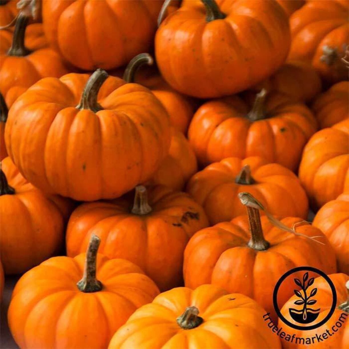 Jack Be Little Pumpkin