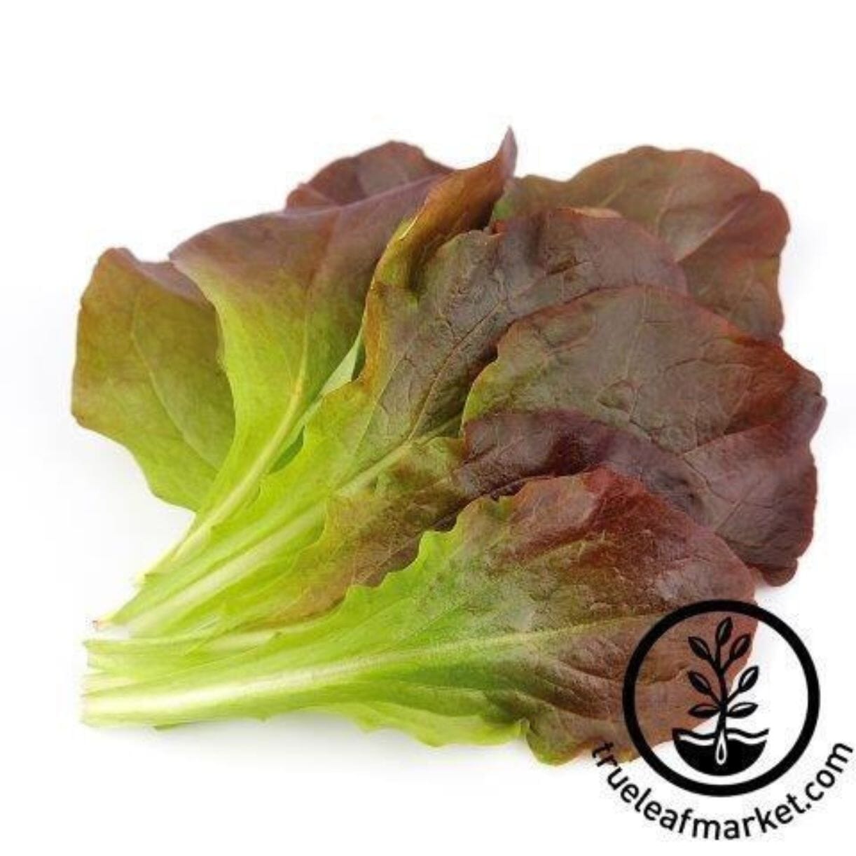Rouge D'hiver Lettuce