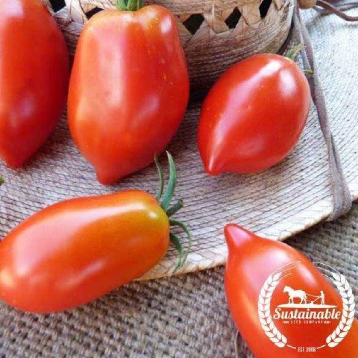 Amish Paste Tomato