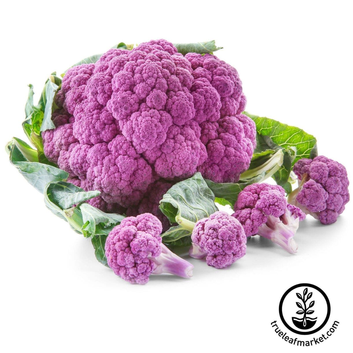 Violetta Italia Cauliflower
