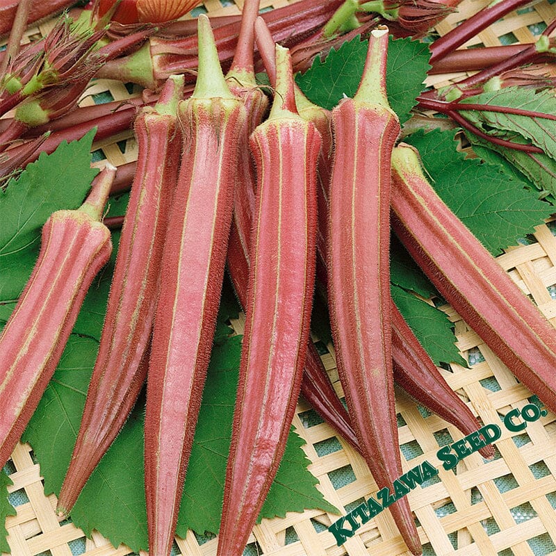 Jing Orange Okra