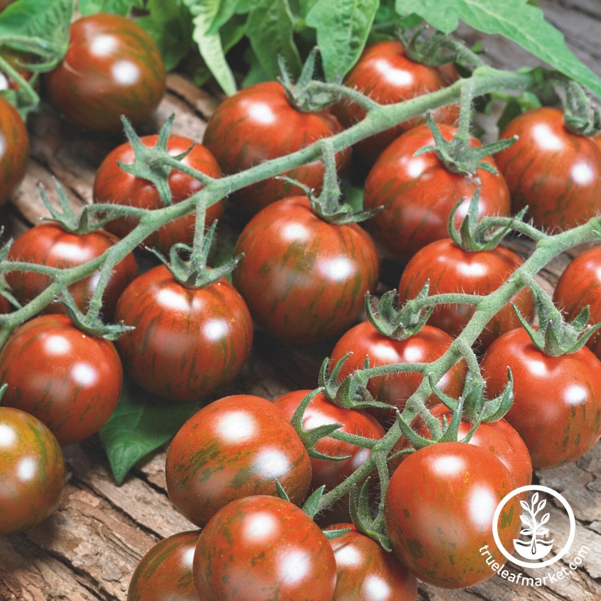 Purple Bumble Bee Tomato