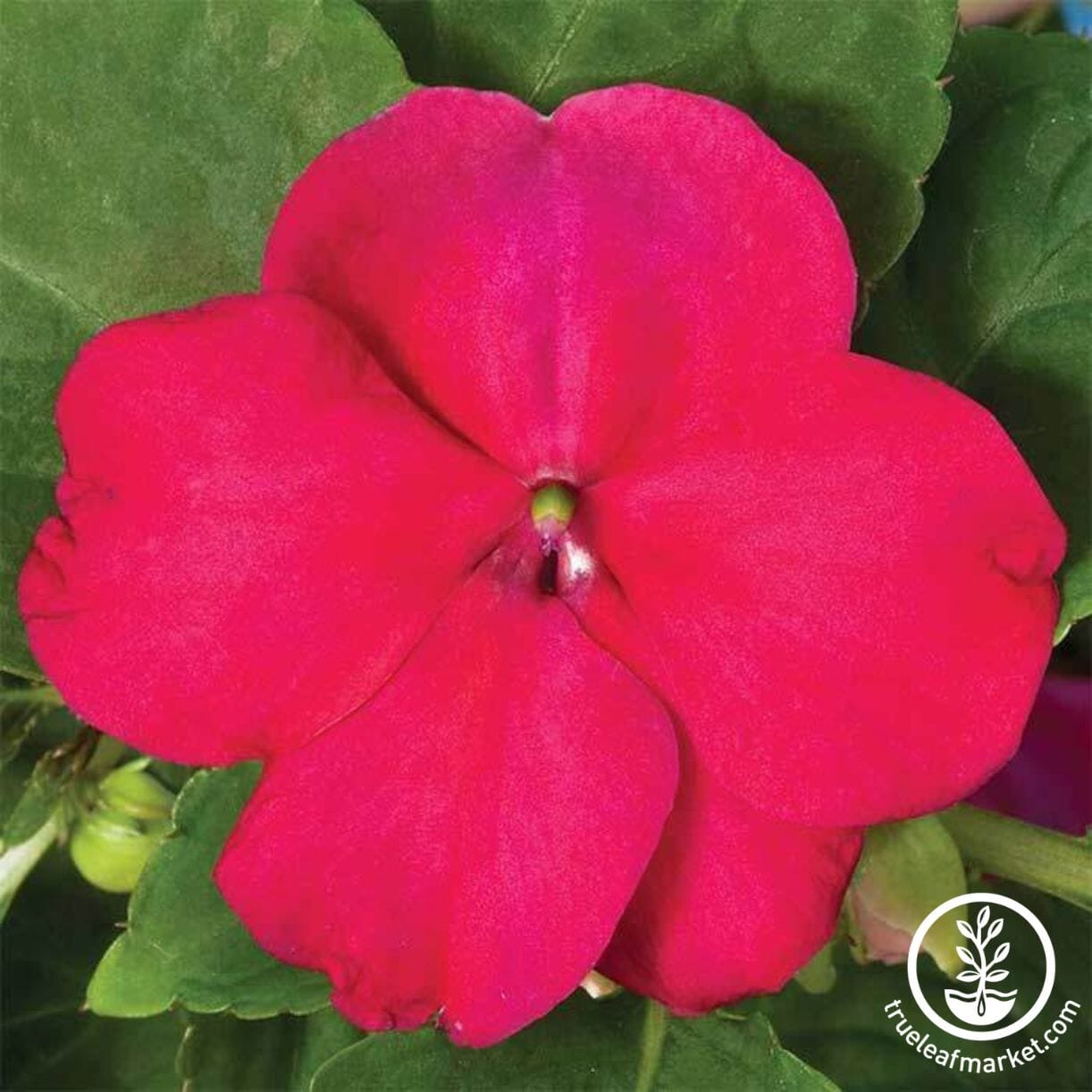 Accent Series Impatiens