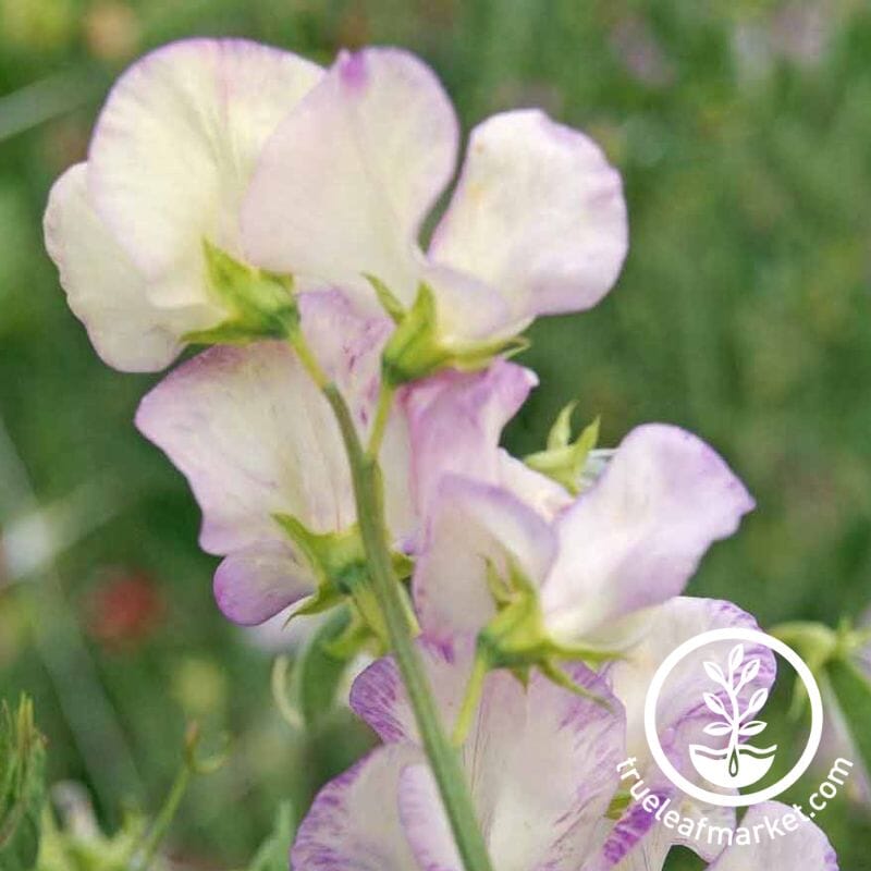 High Scent Sweet Pea