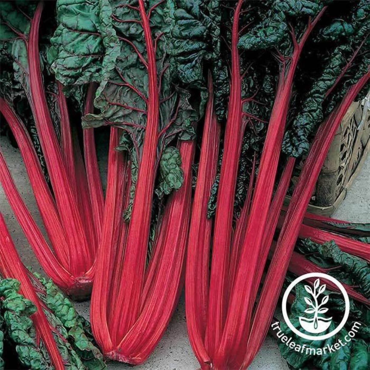 Ruby Red Swiss Chard