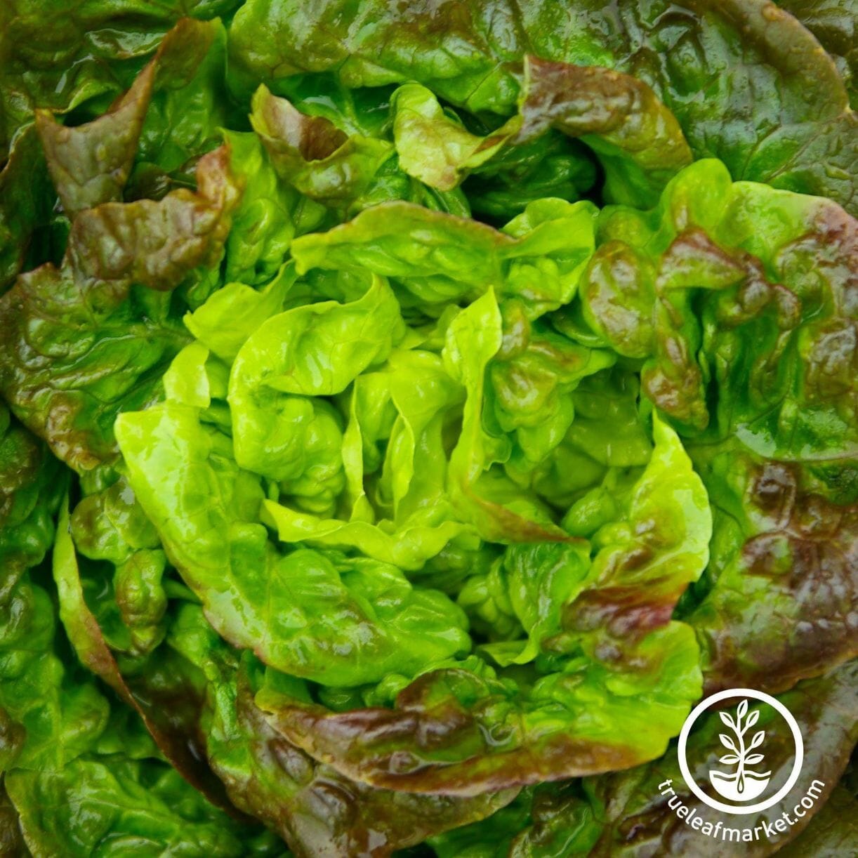 Bronze Mignonette Lettuce